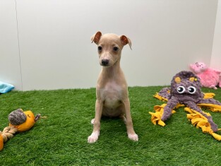 Petit levrier Italien femelle Chiot à vendre 010676515