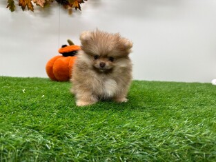 Pomeranian male 010684701