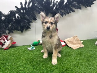 Crossbreed White Swiss Shepherd x Australian Shepherd female Puppy for sale 010693342