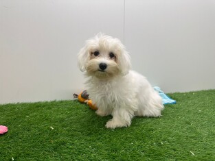Bichon Maltais femelle 010698115