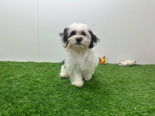 Mal-Shi teefje Puppy te koop 010698123