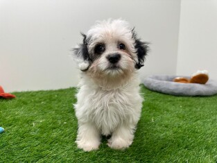 Mal-Shi femelle Chiot à vendre 010698123
