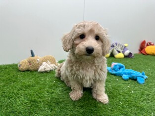 Maltipoo teefje Puppy te koop 010698127