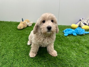 Maltipoo teefje Puppy te koop 010698131