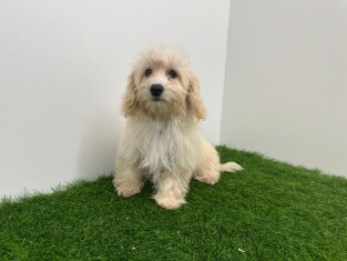 Maltipoo femelle Chiot à vendre 010698139