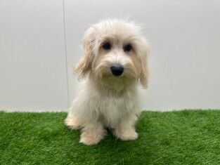 Maltipoo female 010698139