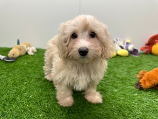 Maltipoo teefje Puppy te koop 010698139