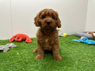 Cavapoo teefje Puppy te koop 010698158