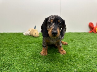 Dachshund male Puppy for sale 010698207