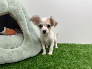 Kruising Chihuahua teefje Puppy te koop 010698209
