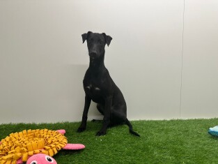 Whippet male Puppy for sale 010698213