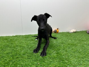Whippet female Puppy for sale 010698217