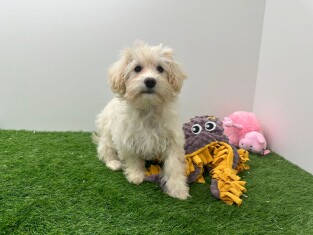 Maltipoo teefje Puppy te koop 010698218