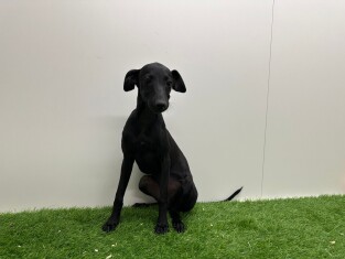 Whippet teefje 010698220