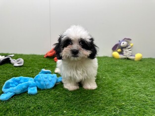 Mal-Shi teefje Puppy te koop 010698221