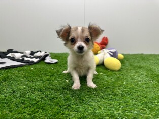 Crossbreed Chihuahua female Puppy for sale 010698224