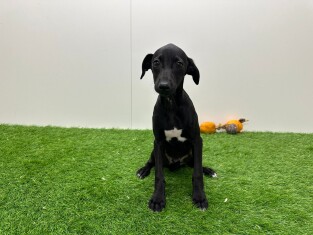Italian Greyhound male Puppy for sale 010698242