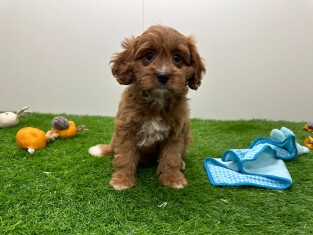 Cavapoo female Puppy for sale 010698252