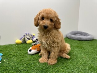 Poedel reu Puppy te koop 010698259