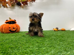 Yorkshire Terrier female 010698274