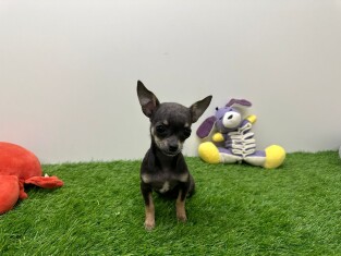 Chihuahua teefje 010698305