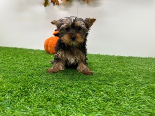 Yorkshire Terrier femelle Chiot à vendre 010698314