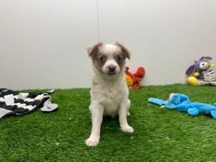 Kruising Chihuahua teefje Puppy te koop 010698821