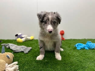 Border Collie reu 010703899