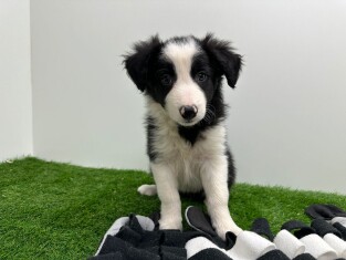 Border Collie teefje 010703912