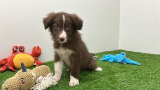 Border Collie reu 010703915