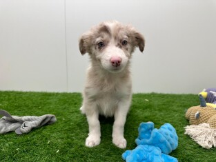 Border Collie teefje 010703916