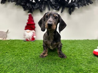 Teckel reu Puppy te koop 010710522