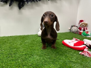 Teckel teefje Puppy te koop 010710568