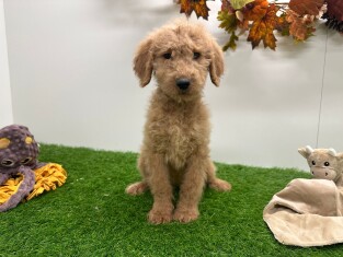 Labradoodle femelle 010710622