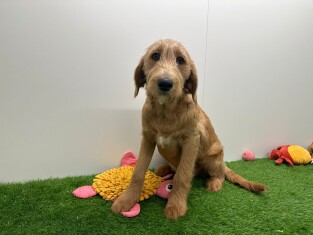 Labradoodle femelle Adolescent à vendre 010710626