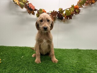Labradoodle female Puppy for sale 010710626