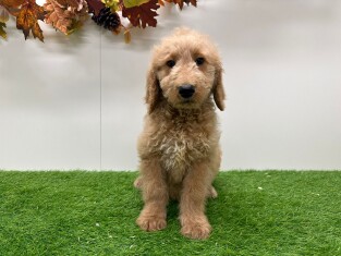 Goldendoodle femelle 010710630