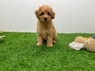 Poodle male Puppy for sale 010710691