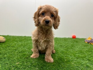 Cockapoo female Puppy for sale 010710692