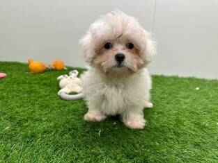Shih-Poo male Chiot à vendre 010710718