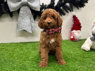 Caniche femelle Chiot à vendre 010710720