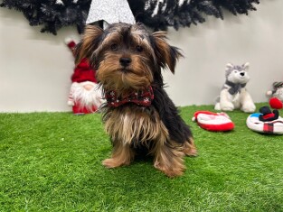 Yorkshire Terrier femelle 010710737