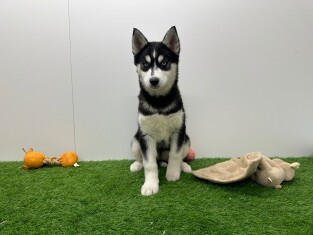 Siberische Husky teefje 010711120