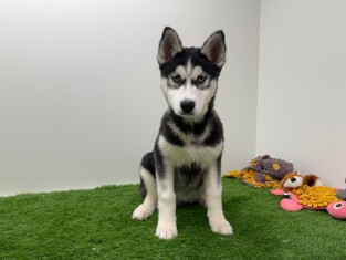 Siberische Husky teefje Puberpup te koop 010711128