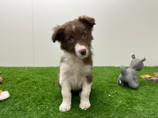 Border Collie femelle 010714771