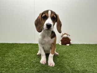 Beagle femelle 010715956
