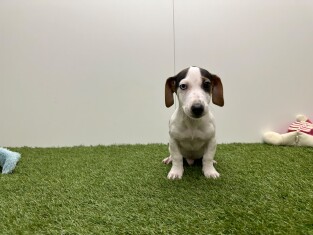 Jack Russell Terrier male Puppy for sale 010716033