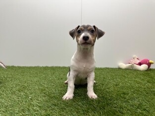 Jack Russell Terrier female Puppy for sale 010716340