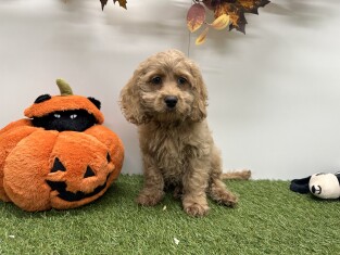 Cockapoo reu Abrikoos - PUP-ID 010724383 | Dierenhof Debrabandere