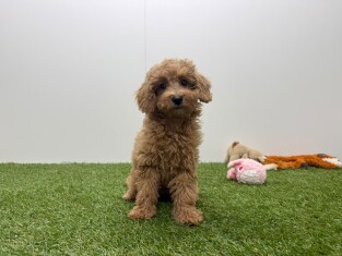 Cavapoo teefje Puppy te koop 010724470
